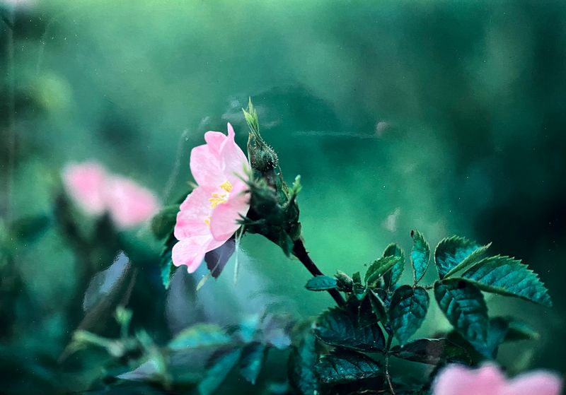 Floweing Pink Rubiginosa or Sweetbriar Rose (Rosa rubiginosa).