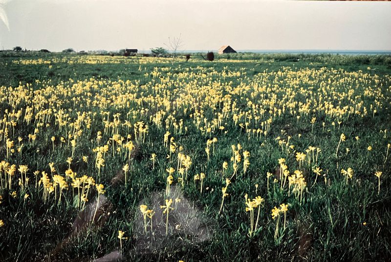 Flowering Common Sea-lavender (Limonium vulgare),at Gessie Meadowws SE Sweden 1990.