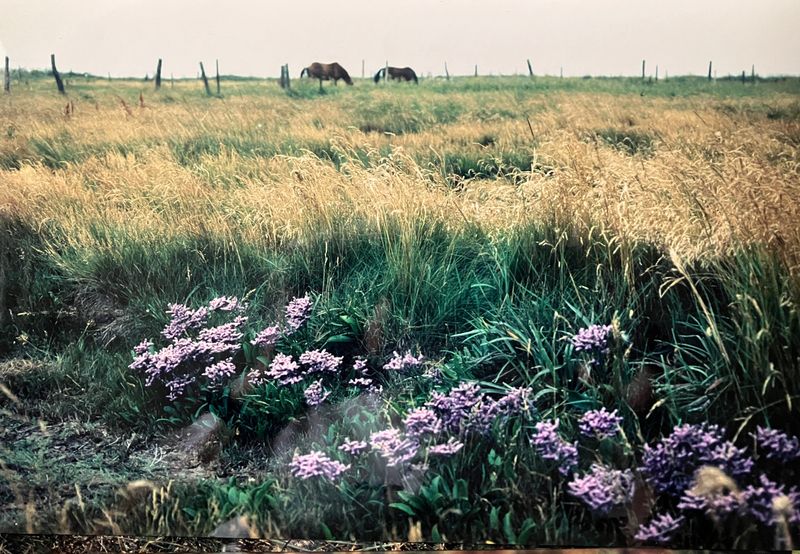 Flowering Common Sea-lavender (Limonium vulgare),at Gessie Meadowws SE Sweden 1990.
