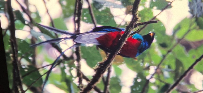 Under Resplendant Quetzal (Pharomachrus mocinno)