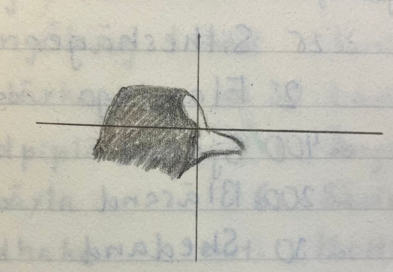 Drawing; faces of 7 Crested Coot (Fulica cristata) at Laguna de Medina 1980-10-05, at the moment unaware of species.