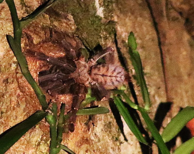 Malaysian Earth Tiger Tarantula (Cyriopagopus schioedtei) Photo Stefan  Lithner.