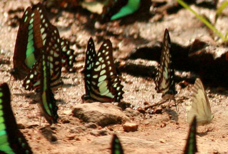 _Common Jay (Graphium doson prob.) Khao YaiThailand 2010-01-31  Stefan  Lithner