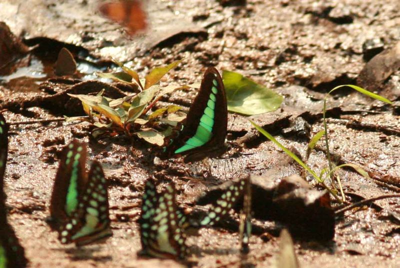 Common Bluebottle (Graphium sarpedon) Khao Yai Thailand 2010-01-31 Stefan  Lithner 