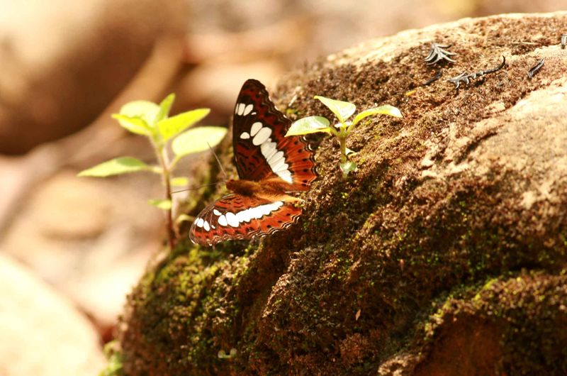 The Commander (Limenitis procria)  Khao Ya Thailand 2010-01-31  Stefan  Lithner   