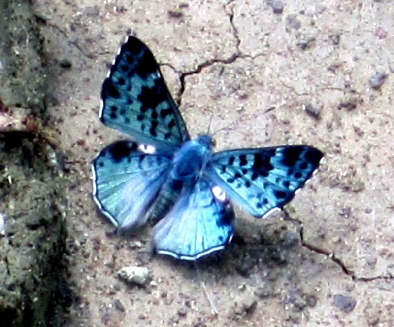 Glittering Saphire (Lasaia agesilas) Pantanal Campo do Jofre-area Brazil  2011-11-06 Stefan  Lithner  