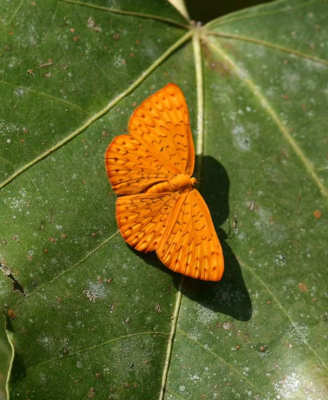 Ochreous Emesis (Emesis fatimella fatimella) REGUA Brazil 2011-11-12 Stefan  Lithner