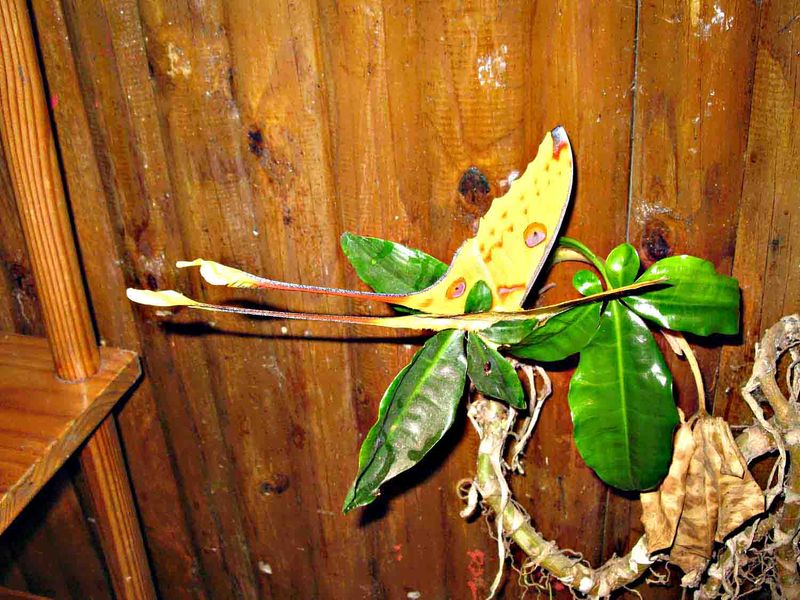 2008-10-31_Madagaskar 135 Comet Moth (Argema mittrei)  Ranomafana 081031 S. Lithner-2.jpg