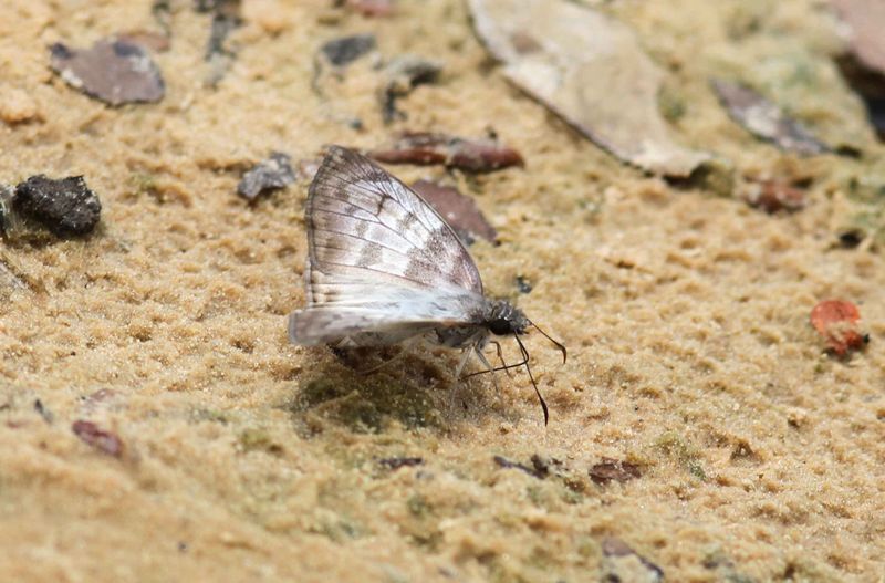 Hoodus sp.Piquiri Lodge  Pantanal Brazil 2012-11-05  Stefan  Lithner