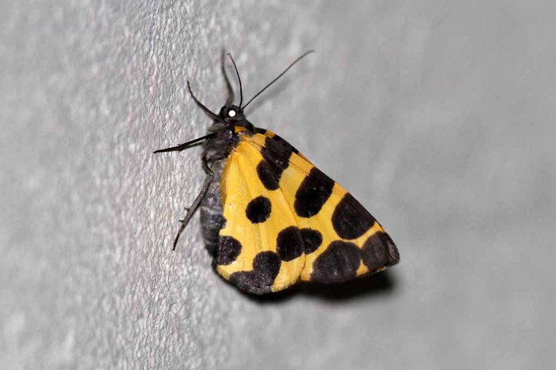 Blotched Leopard (Pantherodes conglomerata) Colombia_ 2013-03-10 Stefan  Lithner