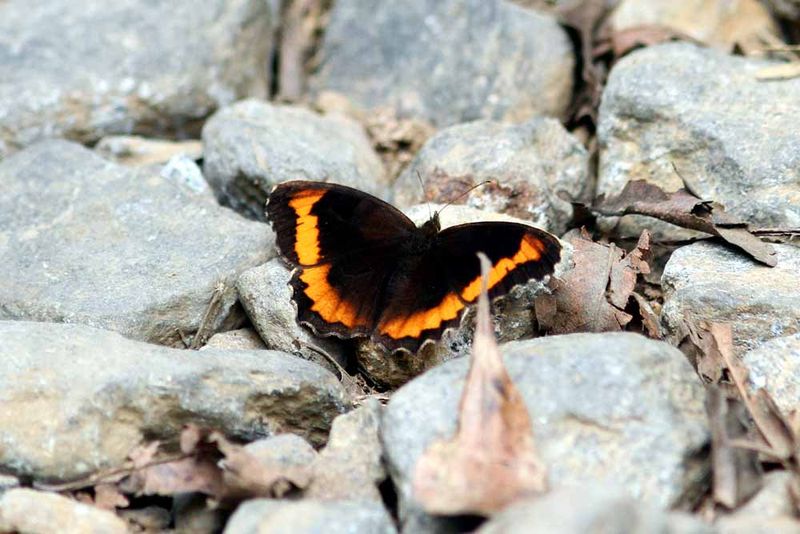 Fire-rim Tortoiseshell  (Aglais milberti)  Colombia 2013-03-19 Stefan  Lithner