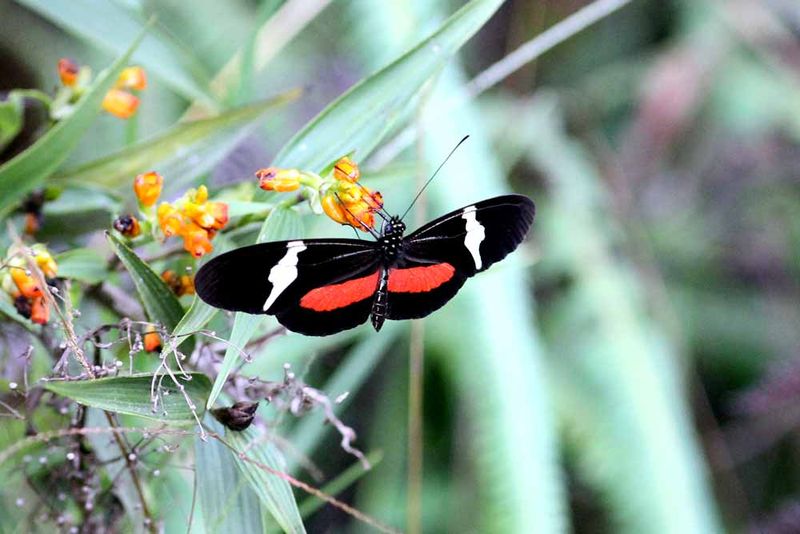 Clysonymus Longwing (Helicornius clusonymus) Colombia 2013-03-19 Stefan  Lithner9