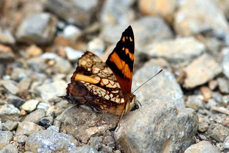 Orange Mapwing (Hypanartia lethe) Colombia 2013-03-19 Stefan  Lithner