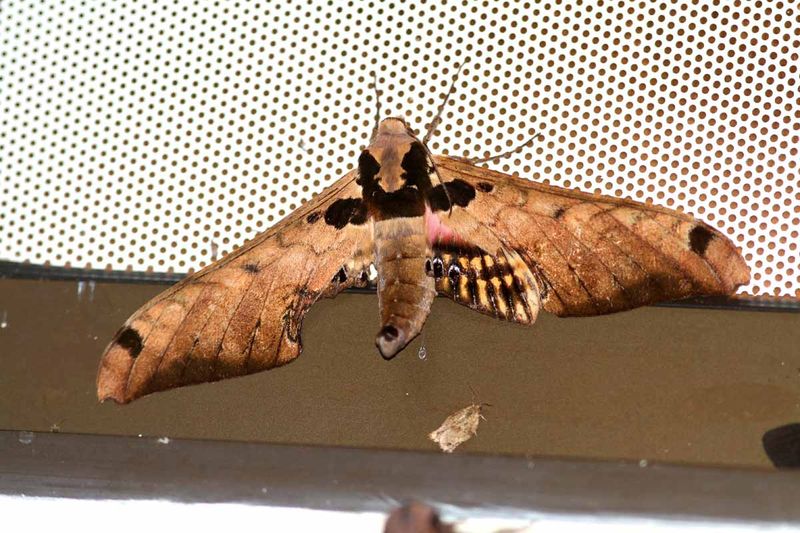 Six-sptted Moth (Adhemarius sexoculata)  Colombia 2013-10-01 Stefan  Lithner