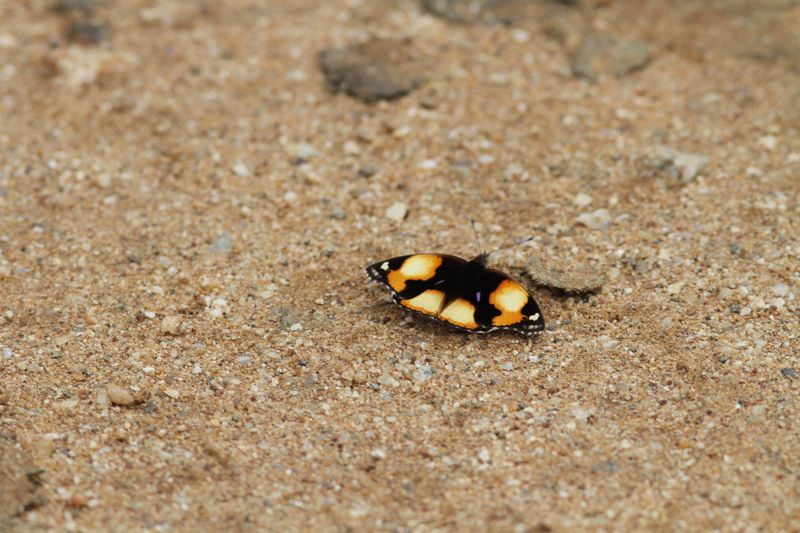 Yellow Pansy  (Junonia hierta) Mkumazi NP Tanzania 2015-11-17 Stefan  Lithner