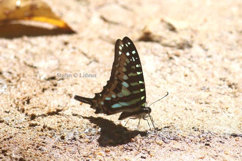 Larger Striped Swordtai l (Graphium antheus) Tanzania 2016-11-24 Stefan  Lithner 