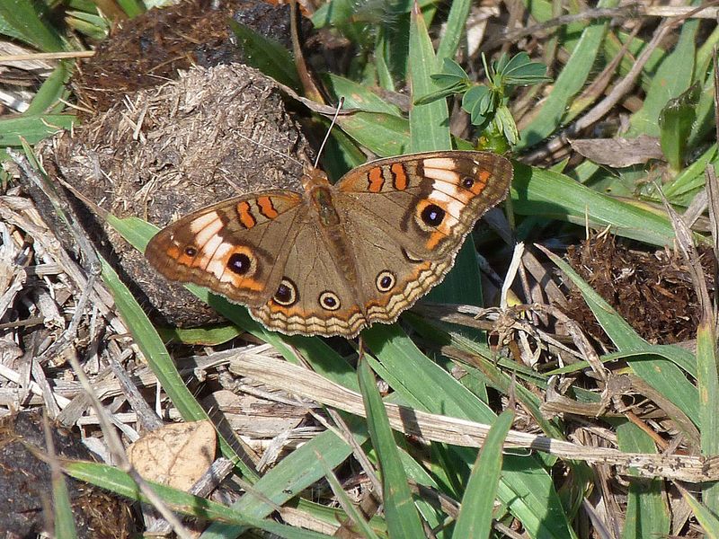 Kuba Mangrove Buckeye  (Junonia genoveva) Finca La Belen. Cuba 2016-03-31 Stefan  Lithner