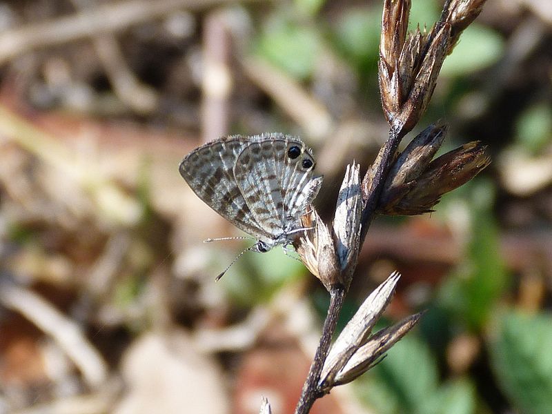 Cuba Tropical Striped Blue (Leptotes cassius) Finca La Belen Cuba 2016-03-31 Stefan  Lithner