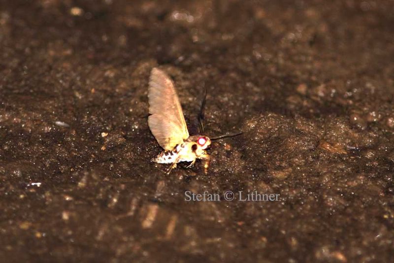 onvulvulus Hawk-moth (Agrius convulvuli) Tanzania 2015-11-16 Stefan  Lithner 