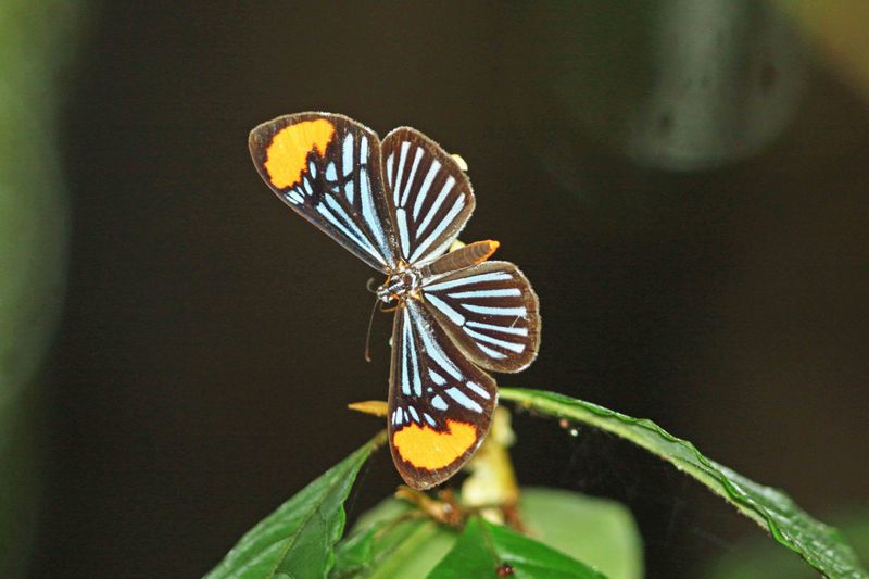 Lineata Metalmark  (Stalactis lineata) Brazil 2019-10-11 Stefan  Lithner