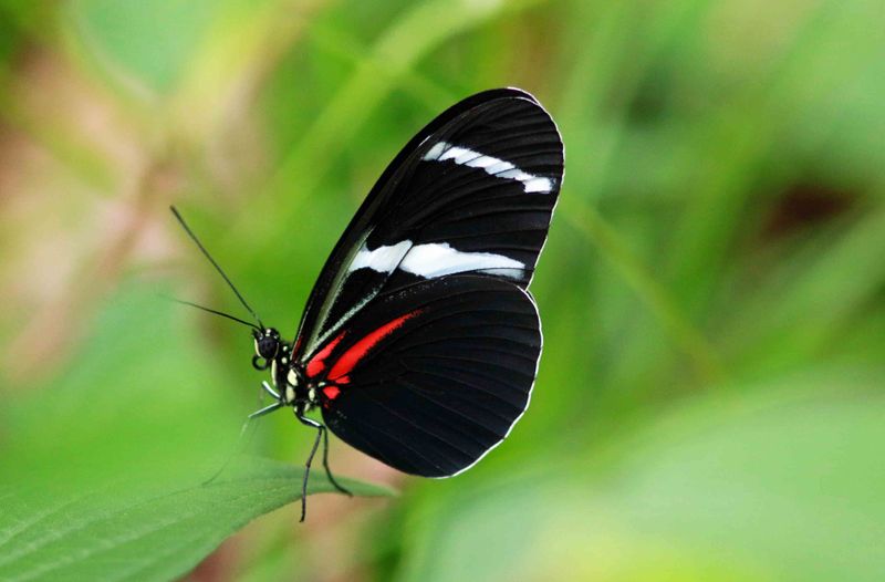  Antiocjus Longwing (Heliconius antiochus) Brazil  2019-10-16 Stefan  Lithner