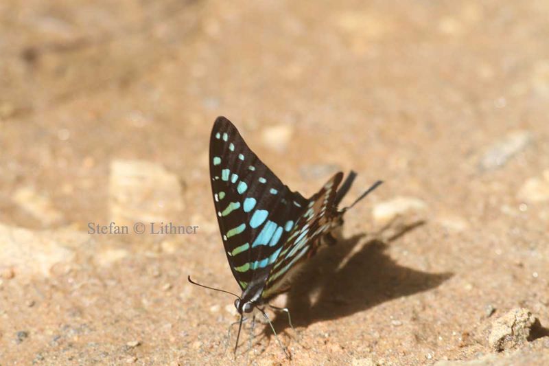 Dancing Swordtail Graphium polistratus prob.)  Khai Yai Thailand 2010-01-31 Stefan  Lithner