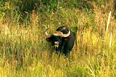 Meeting the wild Gaur