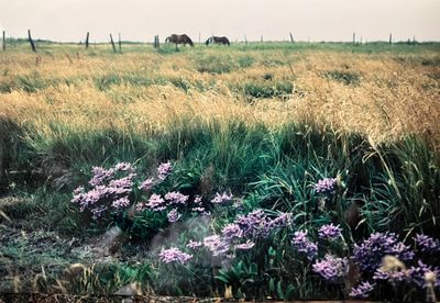 Flowering Common Sea-lavender (Limonium vulgare),at Gessie Meadowws SE Sweden 1990.