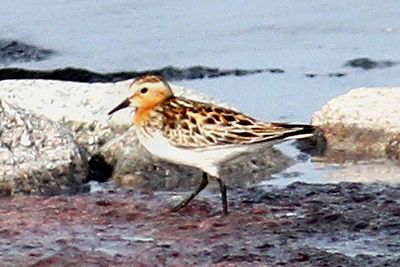Red-necked Stint Utlngan July 2013.  When I first met this species in full summer plumage in August 1982 in Skanr I