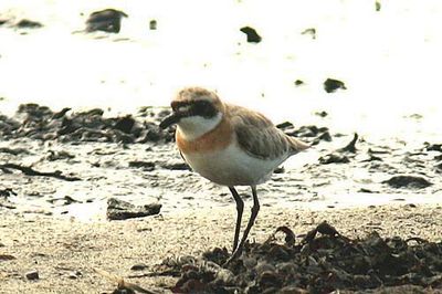 Greater Sand-plover (Charadrius leschenaultii). I met this species on several occasions furing my stay in the Middle East August