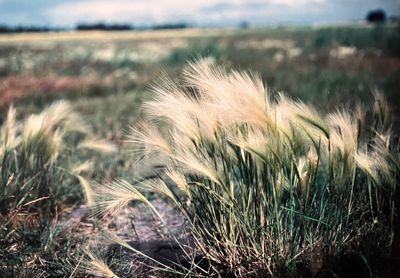 Squirreltal Barley (several common names) (Hordeum jubatum). Image from Kroksbeck SW Sweden 1989.