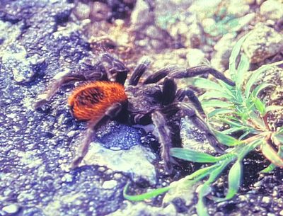 Mexican Red-rumped Tarantula (Tliltocatl vagrans) when hunting at night easily spotted at night since rump-hairs reflects light.