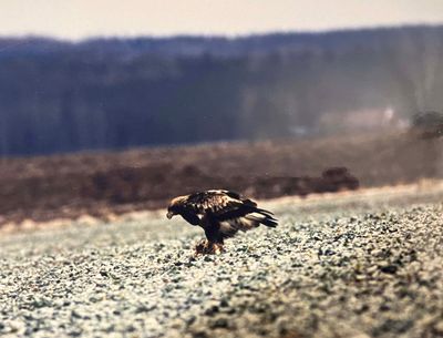 Golden Eagle with prey.