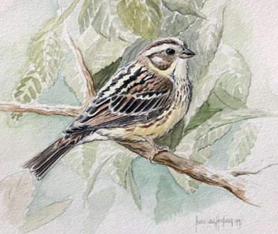Painting by Janis v Heyking, sent to me rembering our sighting of  Yellow-breasted Bunting (Emberiza aureola) Ottenby 1996-10-18