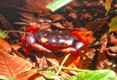 Gecarcinus quadratus, known as the red land crab, whitespot crab, Halloween crab, moon crab, Halloween moon crab, mouthless crab