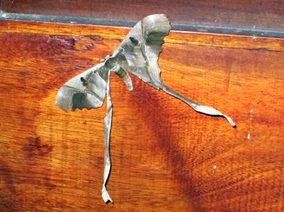 Copiopteryx sonthonnaxi Itatiaya NP Brazil 2011-10-31Stefan © Lithner