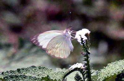 Great Southern White (Ascia monuste orseis) Pantanal Brazil 2011-11-08 Stefan © Lithner