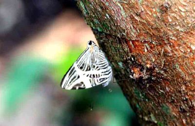 Dirce Beauty (Colobura dirce) REGUA 2011-11-12 Stefan © Lithner
