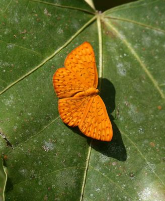 Ochreous Emesis (Emesis fatimella fatimella) REGUA Brazil 2011-11-12 Stefan © Lithner
