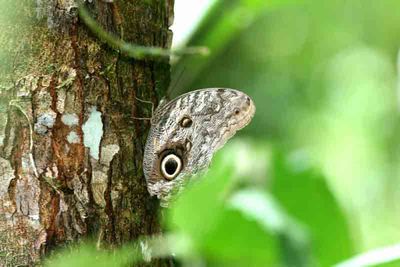 Almond-eyed Owl-Butterfly (Caligo brasiliensis) REGUA Brazil 2011-11-13 Stefan © Lithner