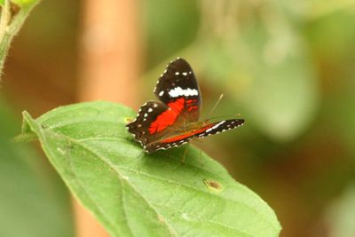Scarlet Peacock (Anartia amathea) REGUA 1Brazil 2011-11-14 Stefan © Lithner