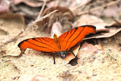 Red Daggerwing Butterfly (Marpesia petreus) Piquiri Lodge Pantanal  Brazil 2012-11-05  Stefan  Lithner