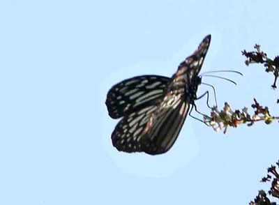 Blue Glassy Tiger (Ideopsis vulgaris) Sri Lanka 2014-02-04 Stefan © Lithner