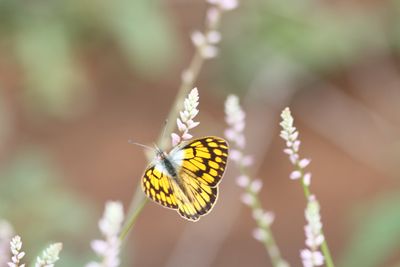 Double-banded Orange (Calotis auriginus) Mkumazi NP Tanzania 2015-11-17 015-11-17 Stefan © Lithner