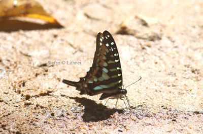 Larger Striped Swordtai l (Graphium antheus) Tanzania 2016-11-24 Stefan © Lithner