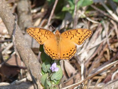 Mexikan Fritillary (Euptoieta hegesia Finca) La Belen Cuba 2016-11-23 Stefan © Lithner
