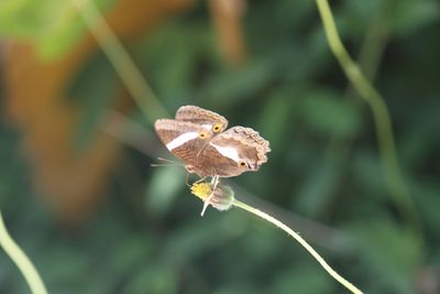 Cuban Peacock (Anartia chrysophela) Cuba 2016-03-21 Stefan © Lithner