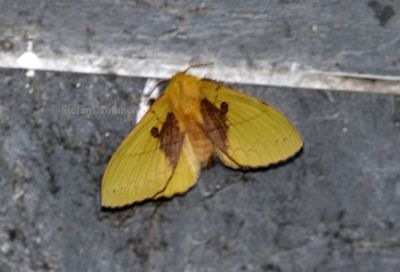 Rose Myrtle Lppet Moth (Trabaka vishnou plaus.) China 2016-10-24 Stefan  Lithner
