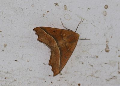 Indet Moth ought to be recognized China 2016-10-24 Stefan  Lithner