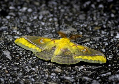 Giant Silk Moth  (Rhodinia jankowskii plausib.) China 2016-10-05  Stefan  Lithner